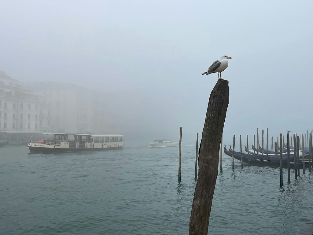 Venise Brume Mouette dans Brume à Venise ambiance storytelling touristique
